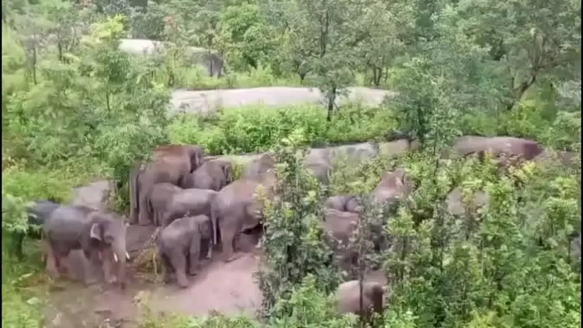 पाकरटांड: कुरुशकेला बाजार के पास पहाड़ी के नीचे जंगली हाथी दिखा, लोगों में दहशत