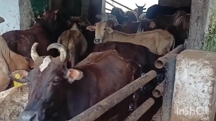 रायगढ़: पितृ पक्ष के पहले दिन संस्कृति शाखा ने गौ सेवा की, गौ माताओं को खिलाई 150 किलो सब्जी