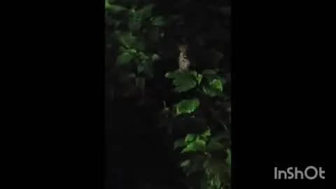 इटारसी: ग्राम नागपुर कलां में तेंदुआ दिखने से ग्रामीणों में दहशत, वीडियो बनाया, वन विभाग ने तलाश शुरू की