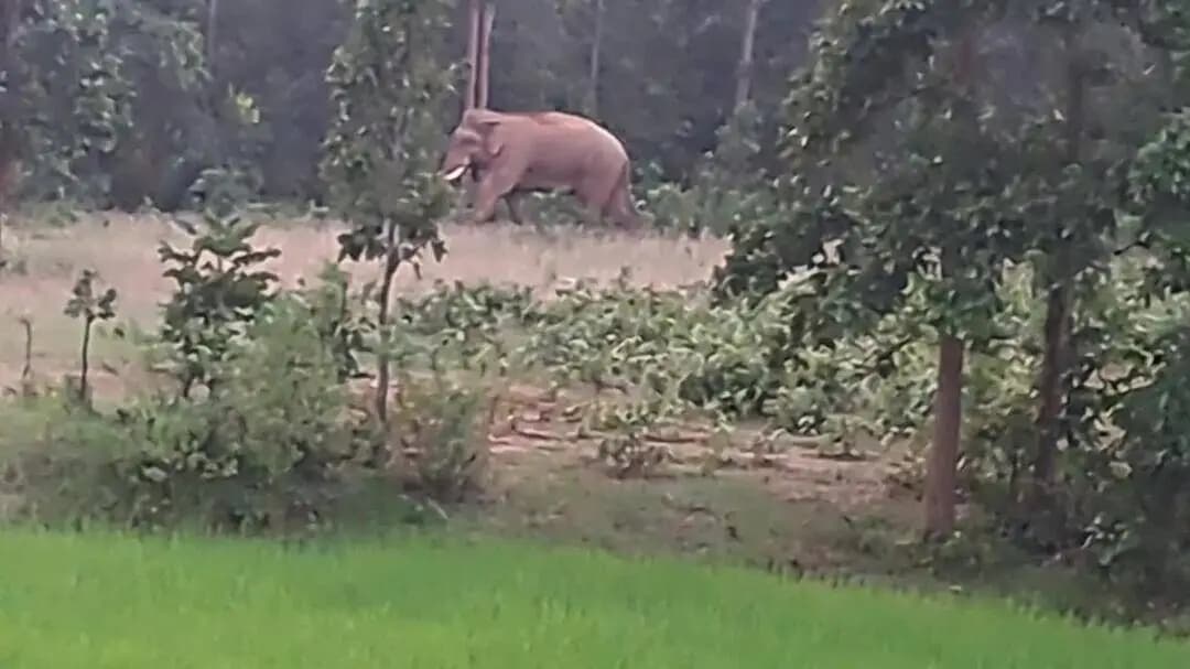 चैनपुर: बरवेनगर में हाथियों का आतंक कई किसानों के धान फसल को रवाकर व रौंद कर किया चट