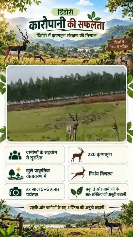 *कारोपानी की सफलता*
*कारोपानी में कृष्णमृग संरक्षण की अनूठी मिसाल, ग्रामीणों के सहयोग से सुरक्षित 230 कृष्णमृग*
*जहां ग्रामीणों ने कृष्णमृगों को अपना समझकर बचाया, कारोपानी में 230 कृष्णमृगों का सुरक्षित संसार*
*डिंडौरी, 28 सितम्बर 2026*
सुबह की पहली किरण जैसे ही कारोपानी की पठारी धरती पर उतरती है, खुले मैदान में हलचल शुरू हो जाती है। कहीं कृष्णमृगों का झुंड धीरे-धीरे आगे बढ़ता दिखाई देता है, तो कहीं कोई कृष्णमृग कुछ क्षणों के लिए ठहरकर आसपास का जायजा लेता है। फिर अचानक पूरा झुंड तेजी से दौड़ पड़ता है। यह दृश्य किसी अभयारण्य की चारदीवारी के भीतर का नहीं, बल्कि गांव, खेत और प्रकृति के बीच खुले आसमान के नीचे बसे एक ऐसे संसार का है, जिसे यहां के ग्रामीणों ने वर्षों से अपनेपन के साथ संजोकर रखा है। यही है डिंडौरी का कारोपानी, जहां लगभग 230 कृष्णमृग आज भी प्राकृतिक रूप से निर्भय होकर विचरण कर रहे हैं।
*कृष्णमृगों को वन्यजीव नहीं, अपने परिवार का हिस्सा मानते हैं ग्रामीण*
सामान्य वनमंडल डिंडौरी के वन परिक्षेत्र उत्तर समनापुर अंतर्गत राजस्व ग्राम कारोपानी में लगभग ’’374.38 हेक्टेयर राजस्व एवं निजी भूमि क्षेत्र’’ कृष्णमृगों का स्थायी रहवास बना हुआ है। लगभग 3 हजार परिवारों वाले इस गांव के अधिकांश ग्रामीण कृषि एवं मजदूरी से जुड़े हैं। खेतों के आसपास विचरण करते कृष्णमृग यहां के लोगों के लिए कोई असामान्य दृश्य नहीं, बल्कि रोजमर्रा के जीवन का हिस्सा हैं।
ग्रामीणों ने कृष्णमृगों को केवल जंगल के वन्यजीव के रूप में नहीं देखा, बल्कि उन्हें अपने आसपास की प्रकृति का हिस्सा माना। यही अपनापन इनके संरक्षण की सबसे मजबूत नींव बना। ग्रामीणों की जागरूकता और सहयोग से कृष्णमृगों को ऐसा वातावरण मिला, जहां वे बिना भय के खुले क्षेत्र में विचरण कर सकें। खेतों और प्राकृतिक आवास के बीच यह सह-अस्तित्व आज करोपानी की सबसे बड़ी पहचान बन चुका है।
*जब संरक्षण सरकारी प्रयास से आगे बढ़कर जनभागीदारी बना*
कृष्णमृगों के संरक्षण में वन विभाग के साथ ग्रामीणों की सहभागिता महत्वपूर्ण रही है। वन विभाग एवं वन सुरक्षा समिति द्वारा समय-समय पर ग्रामीणों के साथ बैठकें आयोजित कर कृष्णमृगों की सुरक्षा एवं संरक्षण के संबंध में आवश्यक दिशा-निर्देश दिए जाते हैं। ग्रामीण भी इनके संरक्षण के प्रति सजग रहते हैं।
यही सामूहिक प्रयास कारोपानी को एक ऐसी मिसाल बनाते हैं, जहां वन्यजीव संरक्षण किसी सीमा या दीवार तक सीमित नहीं है। यहां संरक्षण का अर्थ हैकृ’’प्रकृति के साथ रहना, उसे समझना और उसकी रक्षा को अपनी जिम्मेदारी मानना।
*230 कृष्णमृगों की छलांग में दिखाई देती है कारोपानी की कहानी*
खुले मैदान में जब कृष्णमृगों का झुंड दौड़ता है, तो उनकी तेज रफ्तार के साथ जैसे कारोपानी की पूरी कहानी सामने आती है। कभी खेतों के किनारे चरते हुए, कभी एक साथ दौड़ते हुए और कभी दूर तक फैली हरियाली में शांत खड़े कृष्णमृग इस क्षेत्र की प्राकृतिक सुंदरता को जीवंत बना देते हैं।
नर्मदा नदी की निकटता, पठारी भू-भाग, आसपास के कृषि क्षेत्र और खुला प्राकृतिक वातावरण कृष्णमृगों के लिए अनुकूल परिस्थितियां उपलब्ध कराते हैं। यहां प्रकृति और ग्रामीण जीवन अलग-अलग नहीं, बल्कि एक-दूसरे के साथ कदम मिलाकर चलते दिखाई देते हैं।
*कृष्णमृगों ने करोपानी को पर्यटन के नक्शे पर दी नई पहचान*
कृष्णमृगों की प्राकृतिक मौजूदगी ने करोपानी को पर्यटन की दृष्टि से भी विशेष पहचान दिलाई है। प्रतिवर्ष लगभग ’’5 से 6 हजार पर्यटक’’ यहां कृष्णमृगों को देखने पहुंचते हैं। डिंडौरी मुख्यालय से लगभग 15 किलोमीटर और डिंडौरी-अमरकंटक राष्ट्रीय राजमार्ग से लगभग एक किलोमीटर की दूरी पर स्थित होने से यहां पहुंचना भी सहज है। यहां आने वाला पर्यटक केवल कृष्णमृगों को देखकर वापस नहीं लौटता, बल्कि वह ग्रामीण जीवन, कृषि, नर्मदा और वन्यजीवन के बीच बने उस संतुलन को भी महसूस करता है, जिसने कारोपानी को विशिष्ट बनाया है।
*एक गांव, जिसने बता दियाकृप्रकृति बचाने के लिए संवेदना जरूरी है*
कई जगहों पर वन्यजीवों और मानव बस्तियों के बीच दूरी बढ़ती जा रही है, लेकिन कारोपानी की कहानी एक अलग तस्वीर सामने रखती है। यहां ग्रामीणों और कृष्णमृगों के बीच बना सह-अस्तित्व बताता है कि संरक्षण केवल सरकारी योजनाओं और व्यवस्थाओं से नहीं, बल्कि ’’स्थानीय लोगों की संवेदनशीलता और सहभागिता’’ से भी मजबूत होता है।
कृष्णमृगों की यह सुरक्षित मौजूदगी कारोपानी के ग्रामीणों के उस विश्वास की कहानी है, जिसमें प्रकृति को बचाना अपने भविष्य को बचाने के समान है। वन विभाग के मार्गदर्शन और ग्रामीणों की सहभागिता से यह प्राकृतिक विरासत आज भी सुरक्षित है।
*कृष्णमृगों की दौड़ में दौड़ती है कारोपानी की उम्मीद*
शाम ढलती है। खेतों पर सूरज की सुनहरी रोशनी बिखरने लगती है। आसपास की हलचल धीमी पड़ती है और खुले मैदान में कृष्णमृगों का झुंड धीरे-धीरे आगे बढ़ता है। कुछ क्षण बाद कोई कृष्णमृग तेज छलांग लगाता है और उसके पीछे पूरा झुंड दौड़ पड़ता है। यह केवल वन्यजीवों का एक दृश्य नहीं है। यह उस भरोसे की तस्वीर है, जिसमें ’’ग्रामीणों ने प्रकृति को अपना माना और प्रकृति ने उन्हें अपनी अनमोल विरासत सौंप दी।’’
कभी केवल खेतों और गांव के रूप में पहचाना जाने वाला करोपानी आज 230 कृष्णमृगों के सुरक्षित प्राकृतिक संसार के रूप में अपनी अलग पहचान बना चुका है।
जहां संरक्षण किसी दीवार के भीतर नहीं, बल्कि लोगों के दिलों में सुरक्षित है।
#sevasankalapabhiyan2026 #collectordindori #jansamparkdindori
#Karopani #BlackbuckConservation #Dindori #WildlifeConservation #NatureConservation #EcoTourism #MadhyaPradesh #WildlifeTourism