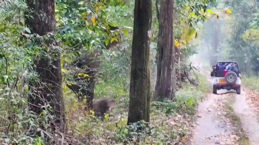 কালচিনি: আগামী ৩০ সেপ্টেম্বর থেকে ৩ অক্টোবর পর্যন্ত বক্সার জঙ্গলে বন্ধ থাকবে জঙ্গল সাফারি সহ সব ধরনের পর্যটন কার্যকলাপ