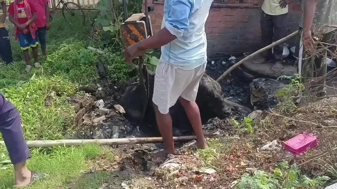 পুরাতন মালদা: মিশন রোডে গর্তে পড়ে বিপাকে ষাঁড়, স্থানীয়দের তৎপরতায় উদ্ধার