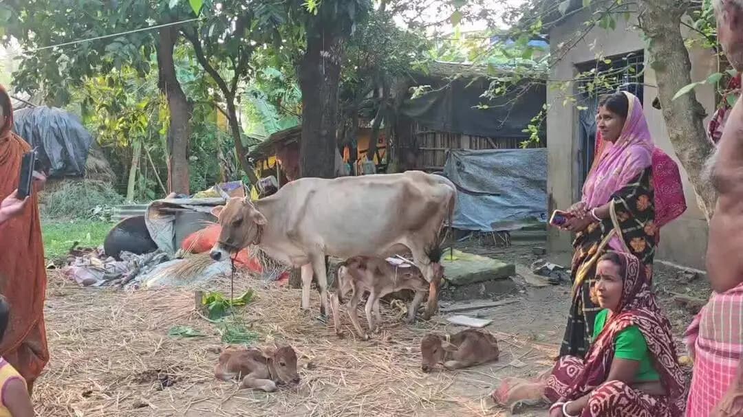 মোহনপুর: মোহনপুরে অবাক করা কান্ড , এক দিনেই পরপর জন্ম দিল তিনটি সন্তান গাভীর