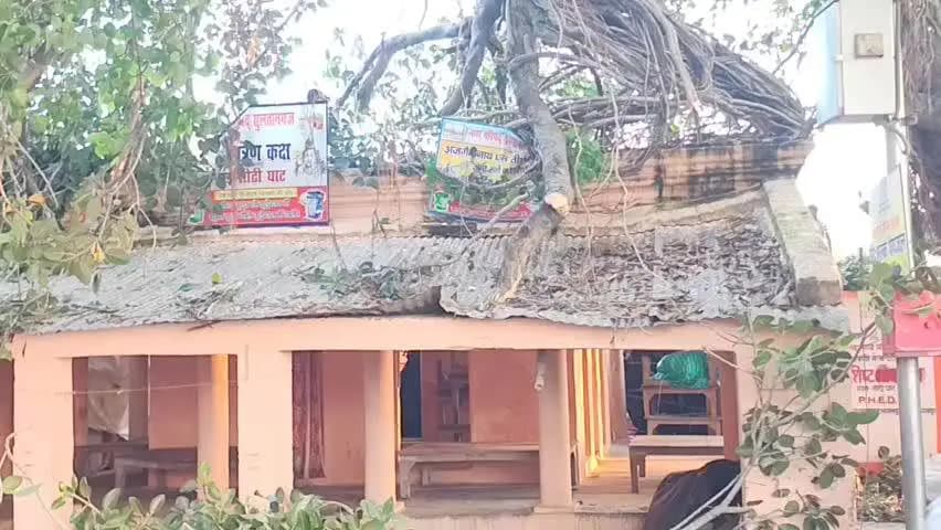 सुल्तानगंज: करीब 100 वर्ष पुराने बरगद की विशाल डाल अचानक टूटी, नई सीढ़ी घाट पर मचा हड़कंप; बाल-बाल बचे लोग