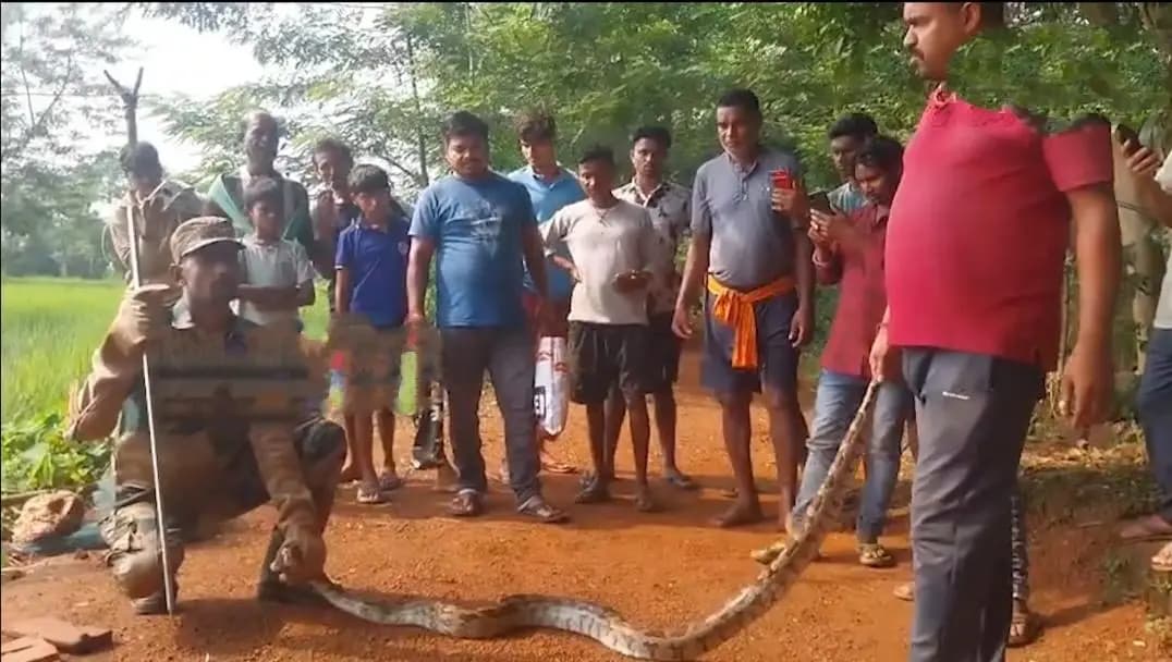 ବାରିପଦା ସଦର: ଉଦଳା ନୂଆଗାଁରେ କୁକୁଡ଼ା ଫାର୍ମରୁ 10 ଫୁଟର ଅଜଗର ସାପ ଉଦ୍ଧାର
