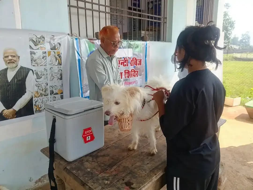 विश्व रेबीज दिवस के अवसर पर सेवा संकल्प अभियान के अंतर्गत जिला मुख्यालय गरियाबंद स्थित पशु चिकित्सालय में निःशुल्क एंटी-रेबीज टीकाकरण अभियान आयोजित किया गया।
इस पहल के माध्यम से पशुधन एवं पालतू पशुओं को रेबीज से सुरक्षित रखने तथा आमजन में रेबीज की रोकथाम के प्रति जागरूकता का संदेश दिया गया।
#SevaSankalpAbhiyan #WorldRabiesDay #FreeVaccination #Gariyaband #AnimalHealth