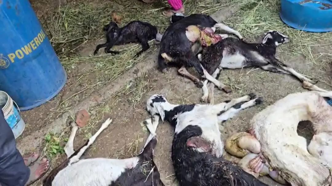 कारंजा: कारंजा बिलाल नगरमध्ये मोकाट कुत्र्यांच्या हल्ल्यात 14 बकऱ्यांचा दुर्दैवी मृत्यू