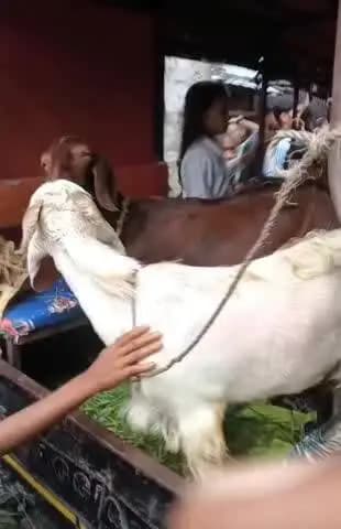 परिहार: सीतामढ़ी में बकरी चोरी का राज खुला, ग्रामीणों ने टेम्पू का पीछा कर पकड़ा