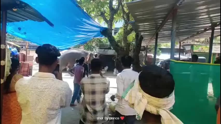 बोलबा: बोलबा प्रखंड मुख्यालय के बाजार में अचानक पहुंचा जंगली हाथी, मचा भगदड़