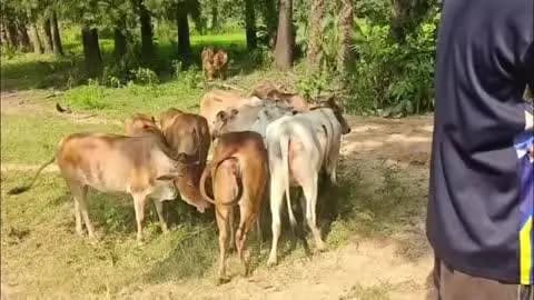 ମାଲକାନଗିରି: କାଲିମେଳା ଭେଙ୍କଟପାଲମରେ ବେଆଇନ ଗୋରୁ ବିକ୍ରି ସମୟରେ ପୁଲିସ ଚଢ଼ଉ: ୩୨ ଗୋରୁ ଉଦ୍ଧାର, ଅଭିଯୁକ୍ତ ଅଟକ