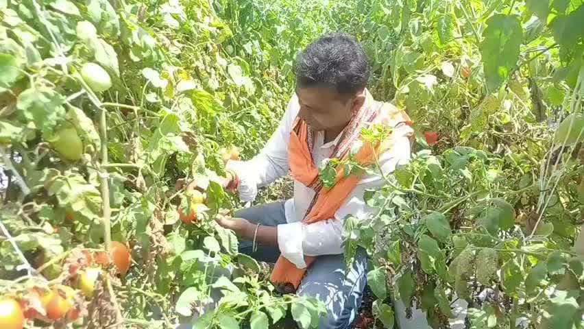 निवाली: रेवजा गांव के किसान ने 5 एकड़ में पहली बार की सब्जियों की खेती, बढ़ी आमदनी की उम्मीद