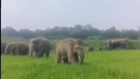 କେନ୍ଦୁଝର ସଦର: କେନ୍ଦେଇପସି ଗ୍ରାମ ନିକଟରେ ହାତୀପଲ ,କରୁଛନ୍ତି ଧାନ ଫସଲ ନଷ୍ଟ