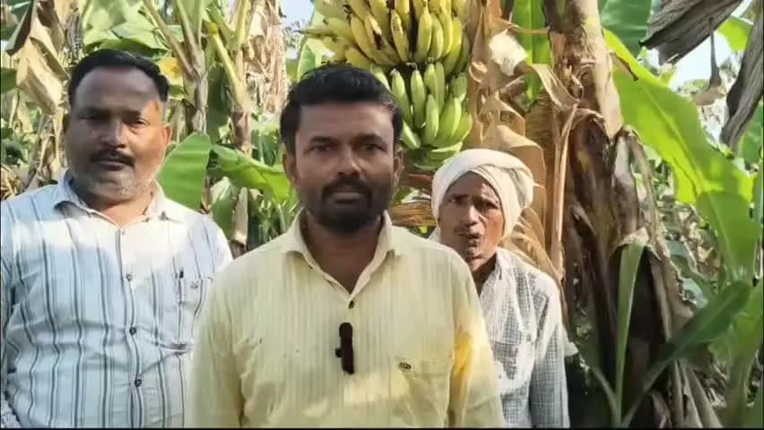 अर्धापूर: अर्धापूर तालुक्यातील तापमानामुळे केळी पिकांचे नुकसान शेतकरी बालाजी शिपळकर आंबेगाव शिवारात म्हणाले
