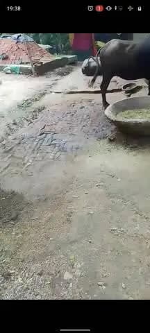 पिछले 30 वर्ष से यह रोड बनी ही नहीं वीडियो इंटरनेट पर डाल रहा हूं तो ग्राम प्रधान मुझे जान से मारने की सोचेगा पर उसका डर