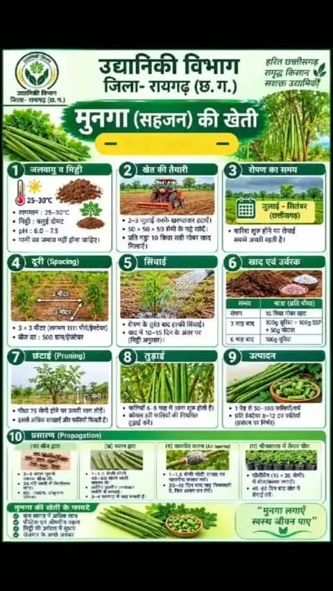 मूनगा पौधा उत्पादन एवं रोपण कार्यशाला
#SevaSankalpAbhiyan #raigarh #sevasankalpabhiyan #HarGharMunga