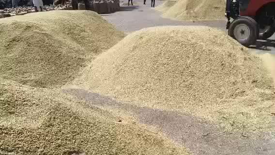 सीतापुर: नवीन गल्ला मंडी में सरकारी सेंटर न खुलने से किसानों का सस्ता धन बिक रहा है, न खोलने पर लगाया गया आरोप