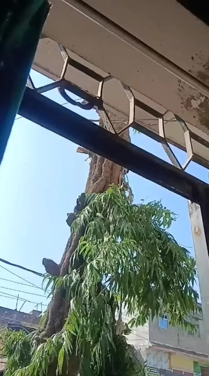 सासाराम बोलिया रोड में 150 वर्ष पुरानी अशोक पेड़ को वन विभाग द्वारा काट दिया गया। एक पेड़ नाम के नाम स्लोगन का क्या होगा