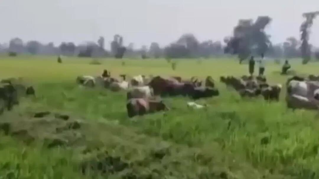 पामगढ़: हिर्री गांव में शासकीय जमीन पर बड़ी कार्रवाई, तहसीलदार की मौजूदगी में करीब 3 एकड़ फसल की कराई गई चराई