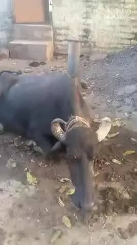 🐃 3 भैंसें मिली हैं |
ग्राम बावड़ीपुरा
📞 मालिक तुरंत संपर्क करें: 8815193636
