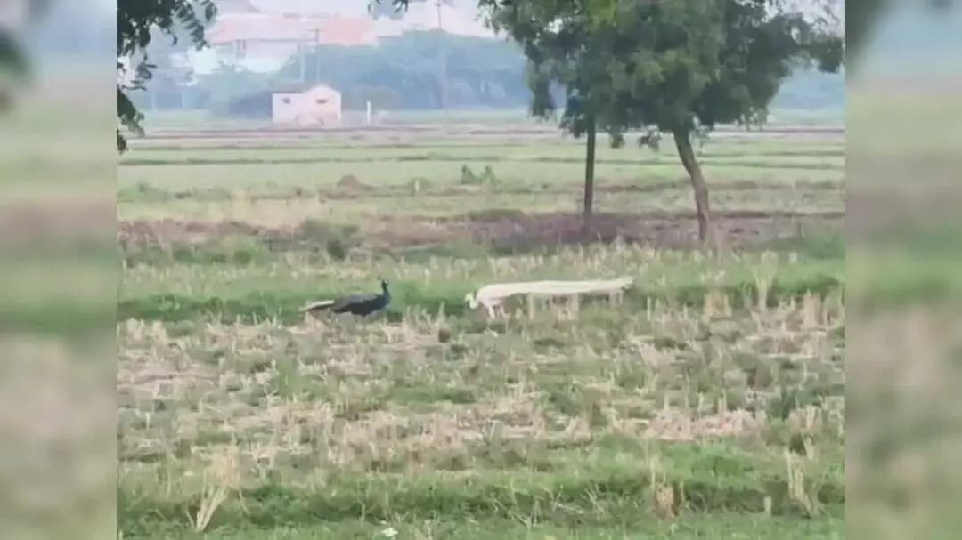 உளுந்தூர்பேட்டை: உளுந்தூர்பேட்டை அருகே பெண் மயிருடன் ஒய்யாரமாக அசைந்தாடி வந்த வெண்ணிற மயில் வீடியோ வைரல்