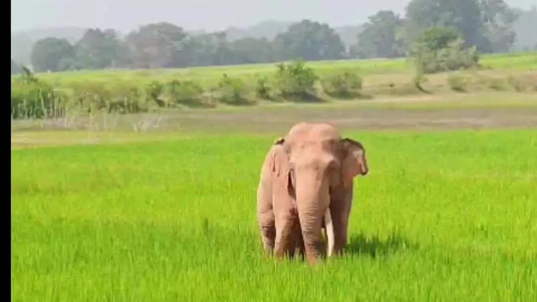 चैनपुर:बरवेनगर में हाथियों का आतंक जारी ग्रामीण रतजगा करने को मजबूर
