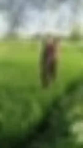 पंडरिया: हथमुड़ी खार में प्रेमी युगल ने फांसी लगाकर दी जान, खेत में बबूल के पेड़ से लटके मिले शव