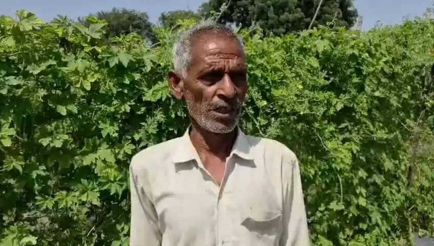 #कहानी_बदलाव_की
उन्नत तकनीक और मार्गदर्शन से संवरी किसान प्रेमलाल की ज़िंदगी; एक बीघा से कमा रहे ₹1 लाख का मुनाफा*
सही मार्गदर्शन, आधुनिक तकनीक और मेहनत जब एक साथ मिलते हैं, तो बदलाव की एक नई इबारत लिखी जाती है। ऐसी ही प्रेरक 'कहानी बदलाव की' है जनपद पंचायत करैरा के ग्राम पंचायत सहरेया निवासी प्रगतिशील किसान प्रेमलाल प्रजापति की। पारंपरिक खेती से कम उत्पादन और आर्थिक तंगी का सामना कर रहे प्रेमलाल जी के जीवन में कृषि विभाग की सलाह और प्रोत्साहन ने एक नया सवेरा ला दिया है। पुरानी पद्धतियों के ढर्रे को तोड़कर वैज्ञानिक और जैविक कृषि पद्धतियों को अपनाकर आज वे एक समृद्ध और आत्मनिर्भर किसान के रूप में अपनी पहचान बना चुके हैं।
*कृषि विभाग की सलाह से बदला खेती का तरीका*
किसान प्रेमलाल प्रजापति बताते हैं कि एक समय था जब वे पुरानी विधियों से खेती करते थे। लागत अधिक आती थी, उत्पादन कम होता था और मुनाफा न के बराबर होने से उनकी आर्थिक स्थिति बेहद खराब हो गई थी। इस कठिन दौर में कृषि विभाग करैरा के अधिकारियों ने उन्हें आधुनिक तकनीक और वैज्ञानिक फसल चक्र अपनाने का सुझाव दिया।
कृषि विभाग के अधिकारियों की सलाह को मानते हुए उन्होंने पुरानी फसल चक्र प्रणाली को छोड़कर कृषि विभाग द्वारा प्रदान किए गए उच्च गुणवत्ता वाले उन्नत किस्म के बीजों का उपयोग कर उन्होंने मूंगफली, उड़द, मूंग, गेहूं के साथ-साथ सब्जियों की व्यावसायिक खेती शुरू की।
*बदलाव का सुखद परिणाम: आय पहुँची ₹1 लाख प्रति बीघा*
तकनीक, उन्नत बीज और सही प्रबंधन का परिणाम यह रहा कि प्रेमलाल जी द्वारा की जा रही खेती में पैदावार और आय में अप्रत्याशित बढ़ोतरी हुई। आज वे सही मार्गदर्शन के बल पर एक बीघा ज़मीन से लगभग ₹1 लाख तक की शुद्ध आय अर्जित कर रहे हैं। इस बदलाव ने न केवल उनकी आर्थिक तंगी दूर की, बल्कि इस सफलता से वे और उनका परिवार अत्यंत खुश और संतुष्ट हैं।
*उप संचालक कृषि ने फार्म का किया भ्रमण, जैविक खेती का दिया संदेश*
उप संचालक कृषि श्री मुनेश कुमार शाक्य, एसएडीओ श्री फूलसिंह हिंडोरिया एवं एईओ श्री रवि अहिरवार (करेरा) ने सहरिया पहुँचकर किसान प्रेमलाल प्रजापति के कृषि फार्म का प्रत्यक्ष अवलोकन किया। निरीक्षण के दौरान उप संचालक कृषि श्री शाक्य ने प्रेमलाल जी को रसायन-मुक्त जैविक एवं प्राकृतिक खेती अपनाने के लिए प्रेरित किया।
उन्होंने खेत पर ही बीजामृत, जीवामृत और गोबर की जैविक खाद तैयार करने की विधियों की बारीकियों को समझाया। साथ ही फसलों को नुकसान पहुँचाने वाले कीटों से बचाव के लिए प्राकृतिक कीट प्रबंधन के उपाय भी बताए। अधिकारियों ने रासायनिक उर्वरकों और कीटनाशकों के बिना समझ अनावश्यक प्रयोग को घटाने पर ज़ोर दिया, ताकि मानव स्वास्थ्य सुरक्षित रहे और पर्यावरण का संरक्षण भी हो सके।
कृषि विभाग के सतत मार्गदर्शन और कृषक प्रेमलाल प्रजापति के अथक परिश्रम की यह सफलता की कहानी क्षेत्र के अन्य किसानों के लिए भी प्रेरणास्रोत बन रही है।
PMO India
#shivpuri