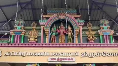 வாலாஜா: பாணாவரம் வேடந்தாங்கல் கிராமத்தில் அருள்மிகு ஸ்ரீ சுப்பிரமணிய சுவாமி திருக்கோவிலில் கிருத்திகை சிறப்பு பூஜை வெகு விமர்சையாக நடைபெற்றது