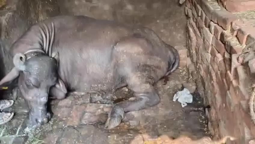 फरेंदा: धानीगांव में सांप के काटने से भैंस की मौत, पशु अस्पताल पर ताला लगा