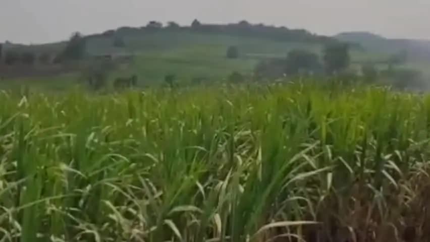 ಧಾರವಾಡ: ಧಾರವಾಡ ತಾಲೂಕಿನ ತೇಗೂರು ಗ್ರಾಮದಲ್ಲಿ ವಿದ್ಯುತ್ ತಂತಿ ಸ್ಪರ್ಶಿಸಿ 20 ಎಕರೆ ಕಬ್ಬು ಬೆಂಕಿಗಾಹುತಿ