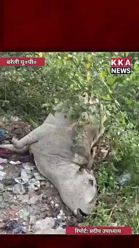 पत्रकार प्रदीप उपाध्याय ब्रेकिंग न्यूज