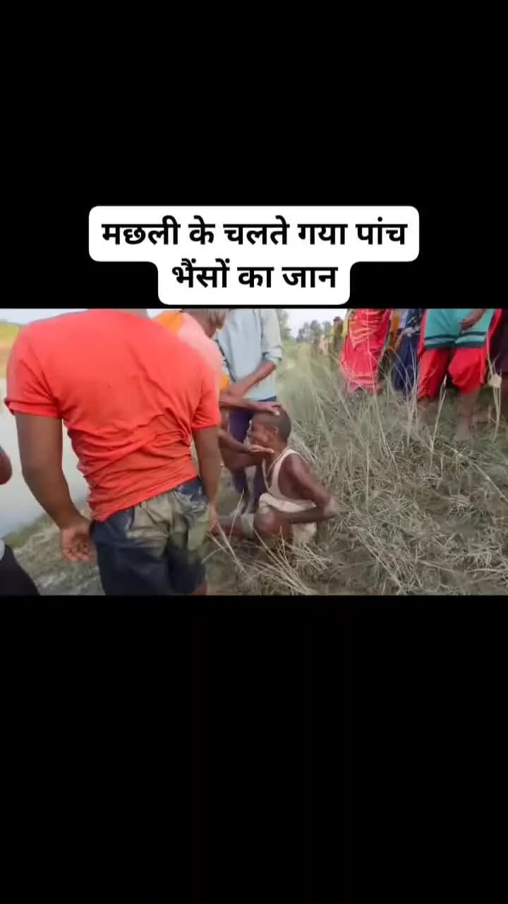 मछलियों के चलते गई पांच सात भैंसे की जान मछली पकड़ने के लिए जहरीले पदार्थ पानी में डाला हुआ है अपनी भैंस पीने से 7मरी..
