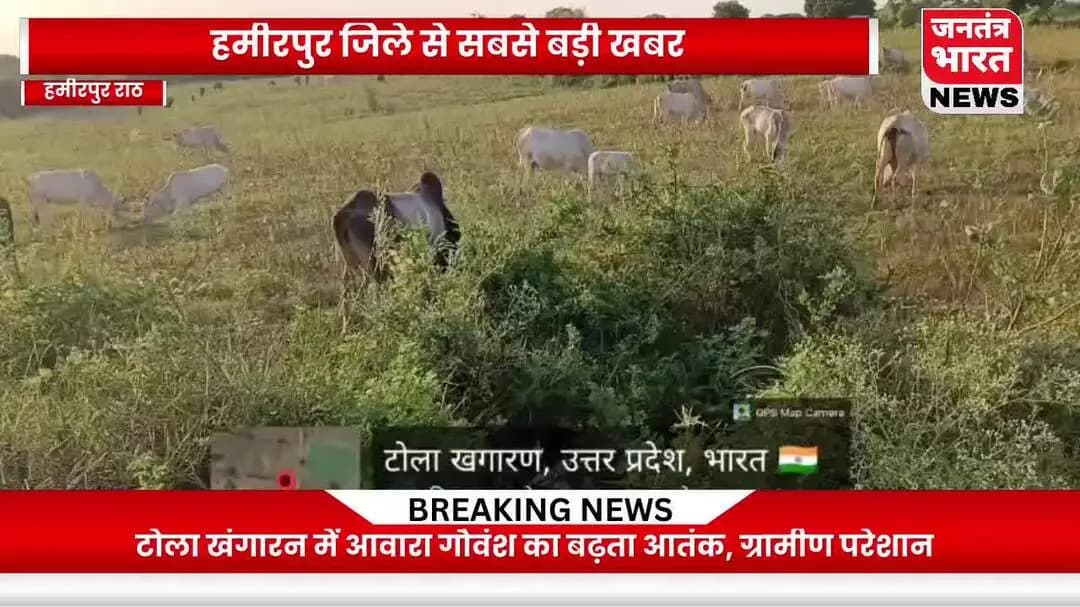 Hamirpur : टोला खंगारन में आवारा गौवंश का बढ़ता आतंक, ग्रामीण परेशान 🐄🚨 ।।