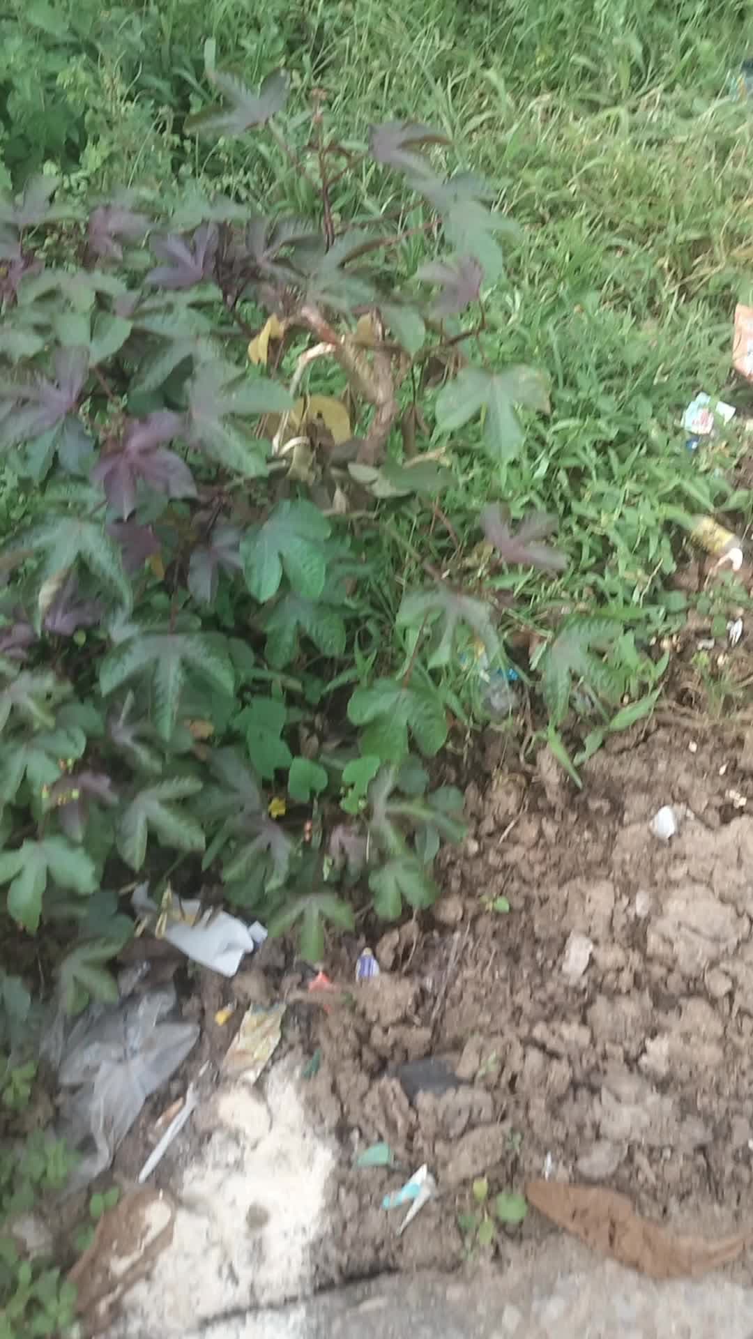 baikunthpur police mein so rahi hai vah kundpur mein khuleaam chal rahi gundagardi ek yuvak Ko pita Ja Raha Nasha kara k