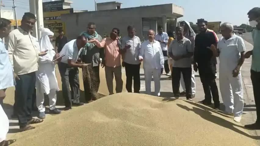 नारनौल: नारनौल अनाज मंडी में भाव भरपाई योजना के तहत बाजरे की खरीद शुरू