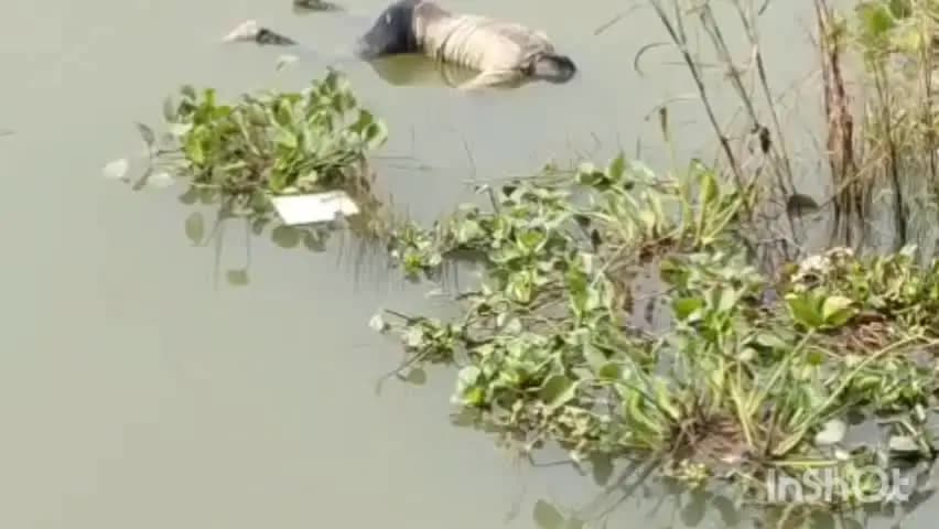 नावकोठी: टेकनपुरा काली मंदिर के निकट अज्ञात महिला-पुरुष के शव मिले, सनसनी