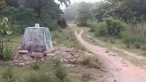 चंदिया: दर्रहा फाटक के जंगल में 3 दिन से कॉलर वाला हाथी B-3, रेलवे ट्रैक पार करने की आशंका पर रेलवे, बिजली और वन विभाग अलर्ट