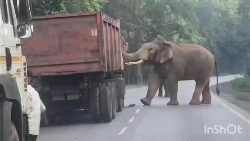 रायगढ़: सामारुमा क्षेत्र में ट्रेलर के सामने आकर खड़ा हुआ हाथी, सड़क पर हाथियों के दल के पहुंचने से थमा ट्रैफिक