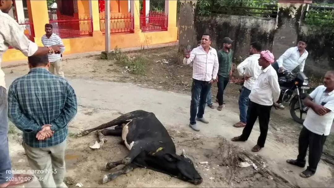 बीकापुर: बीकापुर में घायल गोवंश तड़पने को मजबूर, गौ रक्षक कहां हैं?