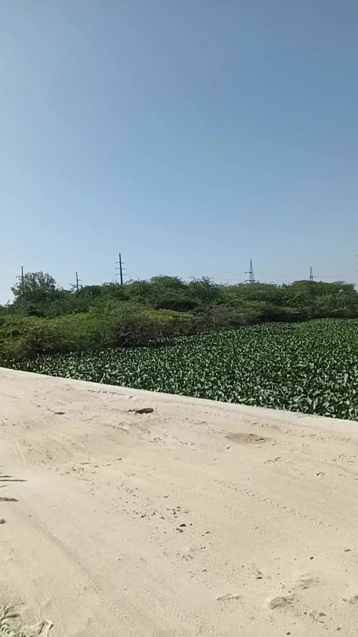 @ ब्यावर के अंदर मेंडिया क्षेत्र के अंदर में आज आया हूं और यहां पर देखा कि एक तरफ जलकुंभी का अंबार है और दूसरी और कुछ नह