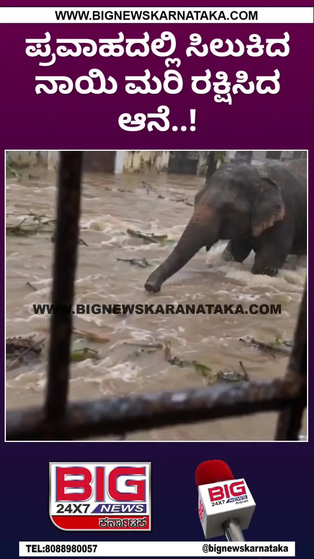ಪ್ರವಾಹದಲ್ಲಿ ಸಿಲುಕಿದ ನಾಯಿ ಮರಿ ರಕ್ಷಿಸಿದ ಆನೆ..!#bignewskarnataka #topnews #todayupdates #treandingreels #live