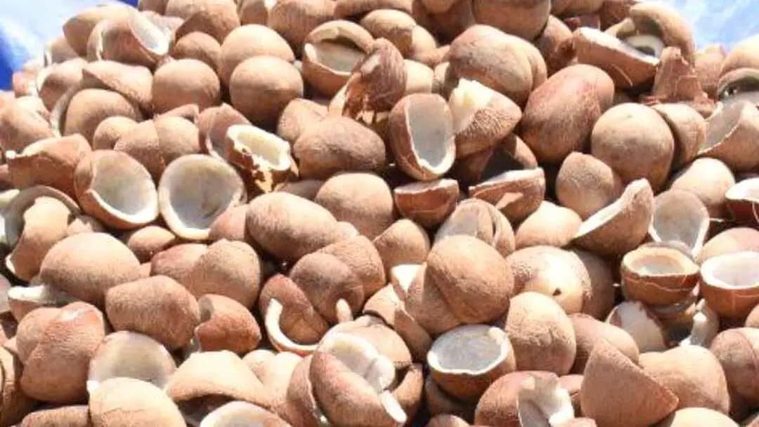திருவாரூர்: கொப்பரை ஏலத்தில் கோடிகளில் வர்த்தகம்! விவசாயிகளுக்கு ஜாக்பாட்!