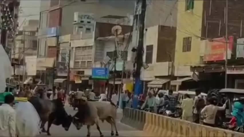 बड़ौत: बड़ौत बाजार में सांडों की भिड़ंत से कई वाहन टूटे, बाजार में भगदड़ और सड़क पर लगा जाम, वीडियो हुआ वायरल