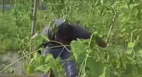 दलसिंहसराय: बंबइया हरलाल में उपद्रवियों की करतूत, 6 कट्ठे में लगी फसल पूरी तरह बर्बाद