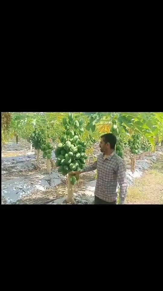 #सेवा_संकल्प_अभियान
#सेवा_की_कहानी
दूल्याखेड़ी के प्रगतिशील किसान बने मिसाल,
पपीता की उन्नत खेती से बालू सिह कमा रहे 6 लाख का मुनाफा
आगर-मालवा जिले के ग्राम दूल्याखेड़ी के प्रगतिशील किसान श्री बालू सिंह पिता श्री नारायण सिंह ने उद्यानिकी विभाग के मार्गदर्शन में परम्परागत खेती से हटकर उन्नत उद्यानिकी फसल अपनाकर सफलता की नई कहानी लिखी है। श्री बालू सिंह ने एक एकड़ भूमि में ताइवान रेड लेडी 786 किस्म के पपीते की खेती प्रारंभ की है। उनके खेत में कुल 625 पौधे लगे हैं, जिस पर लगभग एक लाख 30 हजार रुपये की लागत आई है। प्रत्येक पौधे से 70 से 80 किलोग्राम गुणवत्तायुक्त पपीते का उत्पादन हो रहा है।
वर्तमान में बाजार में पपीते की बंपर मांग होने से अच्छी गुणवत्ता के पपीते का भाव 25 से 30 रुपये प्रति किलोग्राम मिल रहा है। इससे सभी खर्च निकालकर श्री बालू सिंह को एक एकड़ से लगभग 6 लाख रुपये तक की शुद्ध आमदनी प्राप्त हो रही है।
किसान श्री बालू सिंह ने उद्यानिकी विभाग के तकनीकी मार्गदर्शन में ड्रिप सिंचाई एवं मल्चिंग जैसी आधुनिक कृषि तकनीकों को अपनाया है, जिससे उत्पादन एवं गुणवत्ता में वृद्धि हुई है। उनकी यह सफलता जिले के अन्य किसानों के लिए प्रेरणास्रोत बनी है तथा जिले में उद्यानिकी फसलों को बढ़ावा देने की दिशा में एक सकारात्मक उदाहरण प्रस्तुत कर रही है।
PMO India
Dr Mohan Yadav
CM Madhya Pradesh
Department of Agriculture, Madhya Pradesh
Department of Horticulture, Madhya Pradesh
Jansampark Madhya Pradesh
Ujjain Commissioner
#agarmalwa
#आगरमालवा