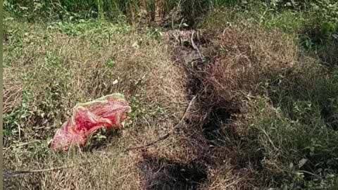 खागा: सुल्तानपुर घोष में हाइटेंशन लाइन का तार टूटकर धान के खेत में गिरा, किसान की फसल जलकर खाक, किसानों में फैली दहशत