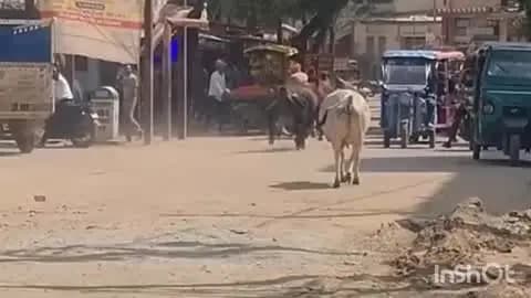 हुज़ूर: रीवा शहर में आवारा मवेशियों की भरमार, आए दिन हो रहे हादसे