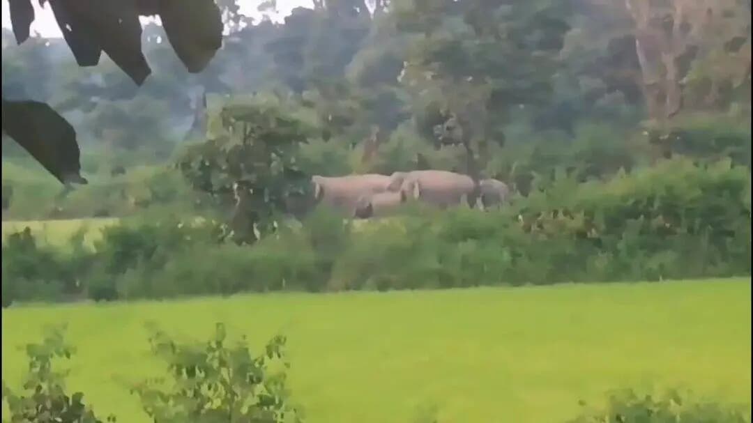 मरवाही: मरवाही वनमण्डल से एक किलोमीटर की दूरी पर 52 हाथियों के बड़े दल का डेरा, वन विभाग हुआ अलर्ट
