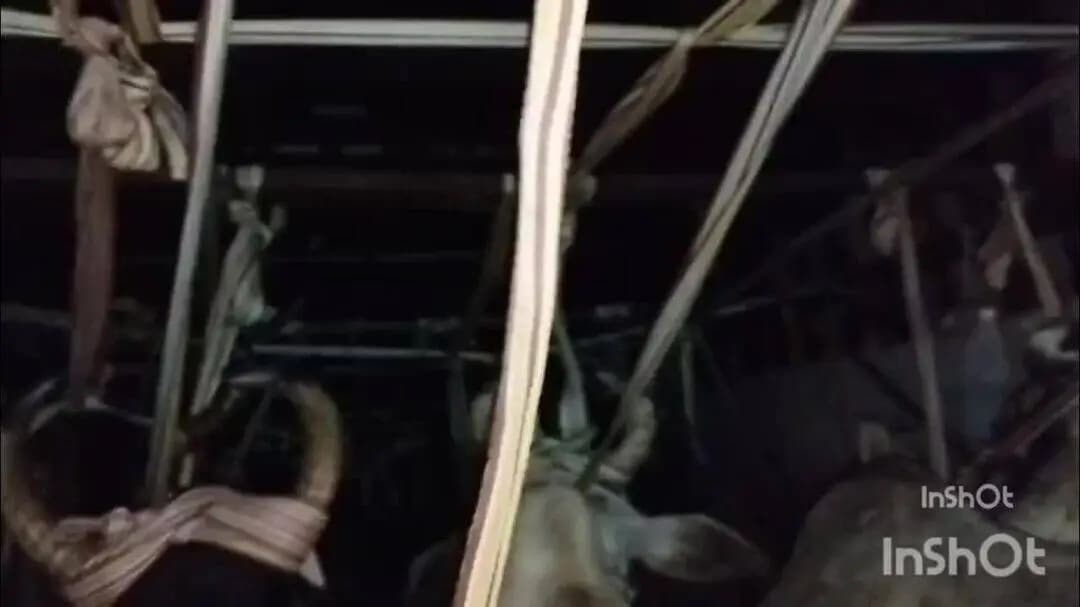 बलिया: बलिया में कंटेनर से 24 बैल बरामद, चालक फरार; सभी पशु गौ आश्रय केंद्र भेजे गए